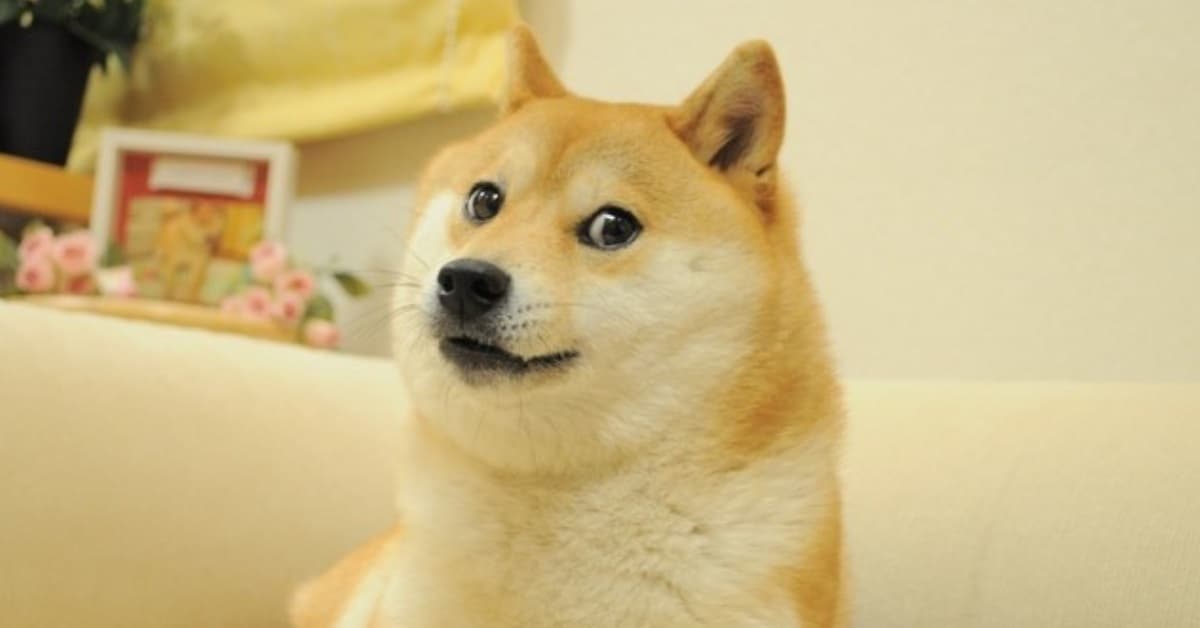 La perrita del meme 'Doge' ya es una viejita: sus fotos te derretirán el 'kokoro'