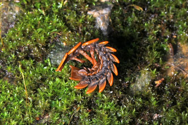 Conoce la extraña vida sexual de uno de los insectos más raros e increíbles que puedas imaginar