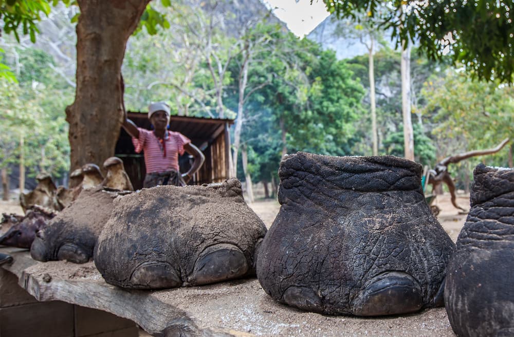 Un famoso cazador murió aplastado por el elefante que acababa de matar