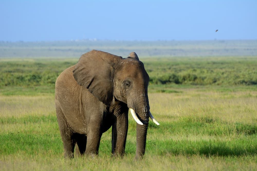 ¿Los animales se reconocen en el espejo? Solo algunas especies sí lo hacen