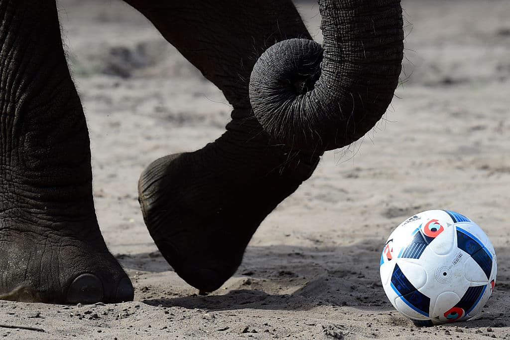 Los elefantes del mundo nos piden que venzamos nuestros deseos vacíos