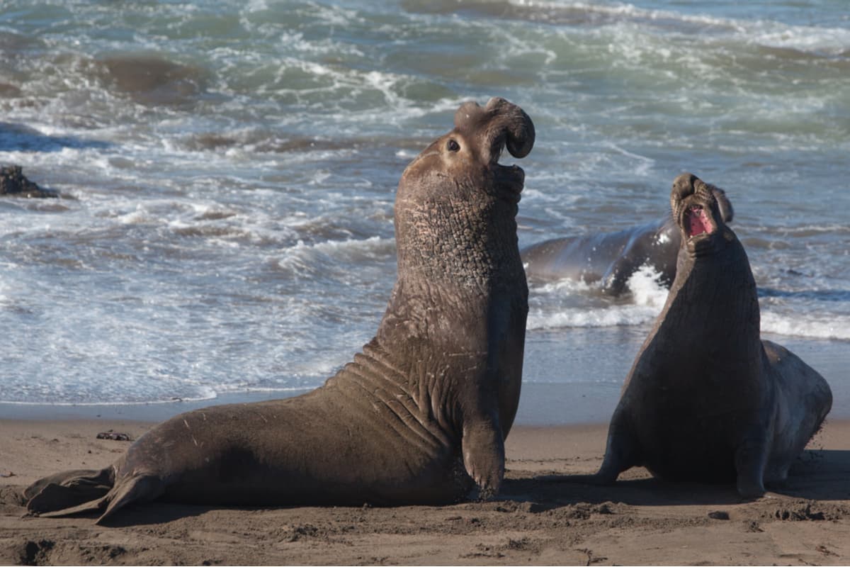 La luz que creíamos era defensiva en algunos peces, quizá sea una amenaza