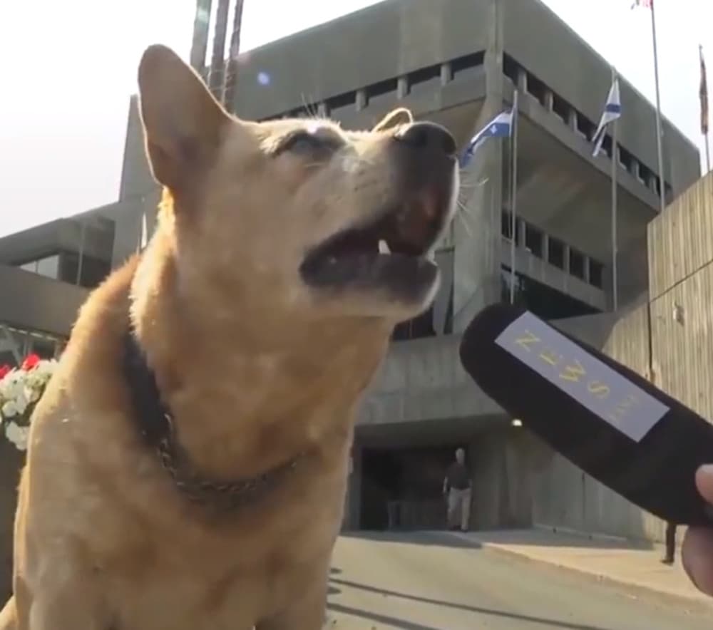 ¿Qué fue de la vida de Finn, el famoso perrito que quiso ser alcalde de su ciudad?