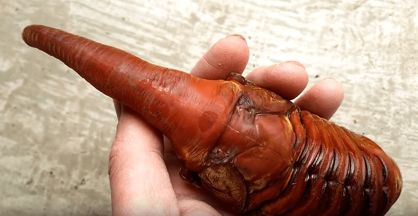 ¿Alien o escarabajo? Mira el sorprendente video de esta curiosa especie