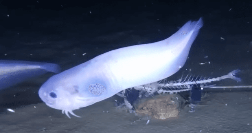 Un extraño pez gelatinoso que «se derrite» es descubierto en las profundidades del océano