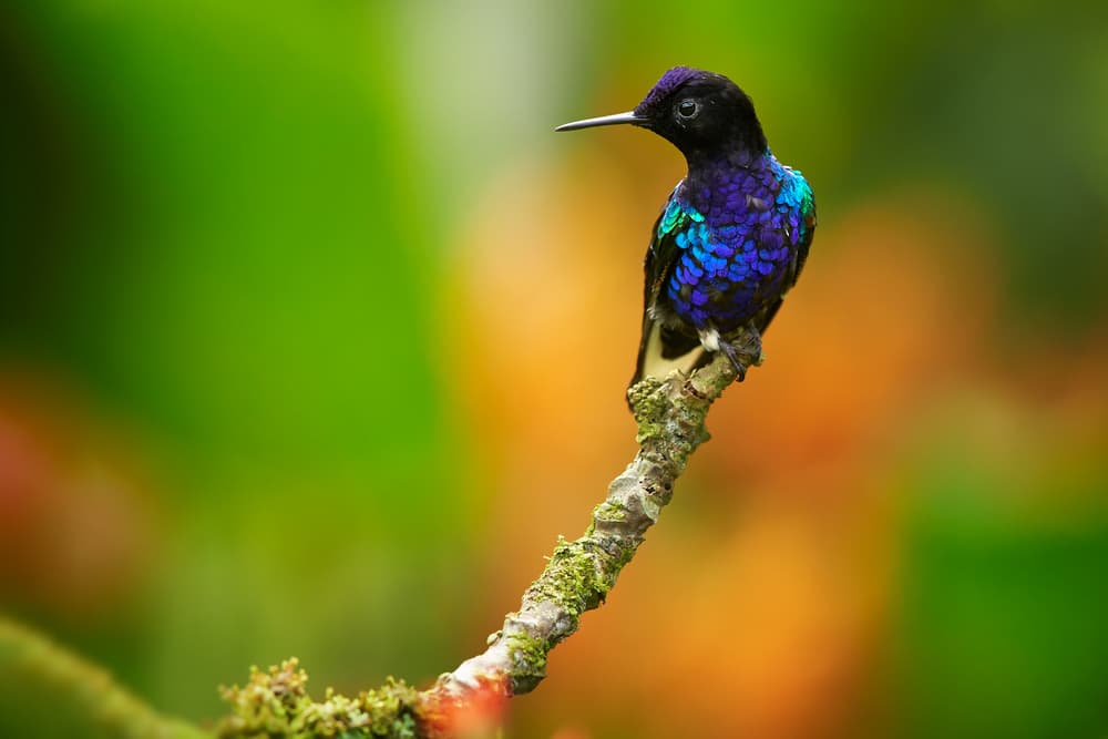 Nuevo estudio demuestra que hay muchas más especies en peligro de extinción de lo que pensábamos