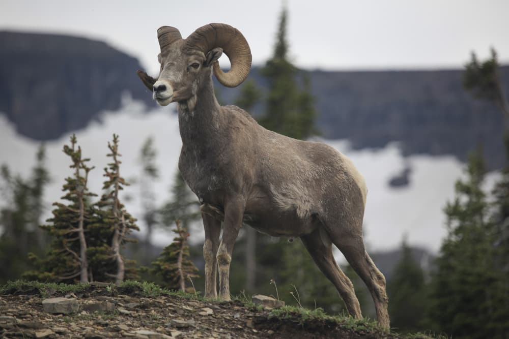 11 cambios físicos de animales y plantas para sobrevivir a nuestras acciones