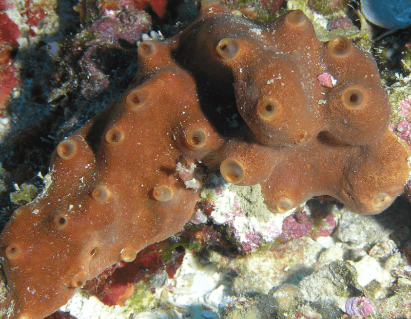 El animal más antiguo del planeta fue encontrado: ¡tiene más de 890 millones de años!