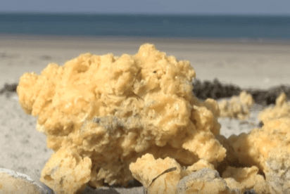Unas misteriosas esponjas amarillas aparecieron en esta costa, ¿de qué se trata?