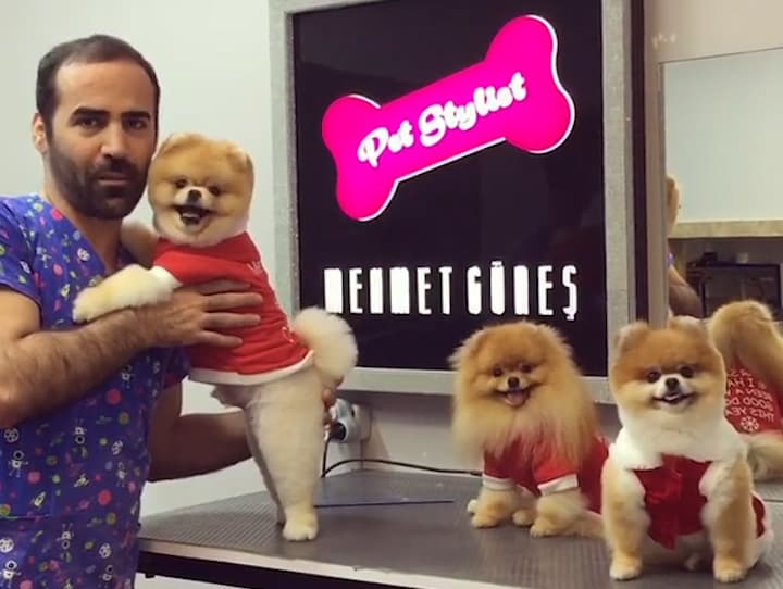 Mascota VIP: este salón de belleza tratará a tu perro como a una celebridad