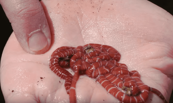 Las extrañas criaturas que este científico investiga en la marea baja es lo más curioso que verás hoy