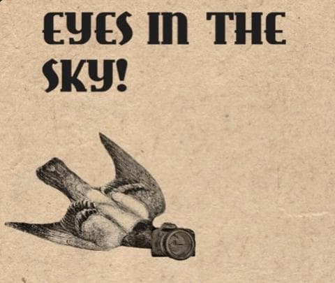 Esta organización asegura que los pájaros no existen ¡Son parte de una conspiración del gobierno!