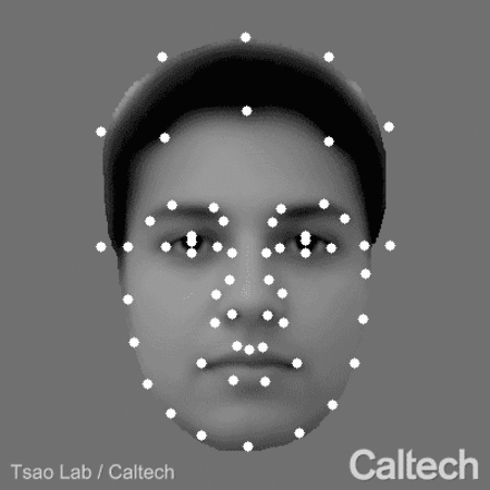 En experimento con monos, especialistas descubren cómo el cerebro reconoce los rostros