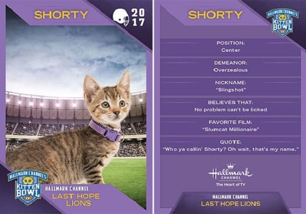 Este Super Bowl lo juegan gatitos y vas a preferirlo antes que el juego tradicional