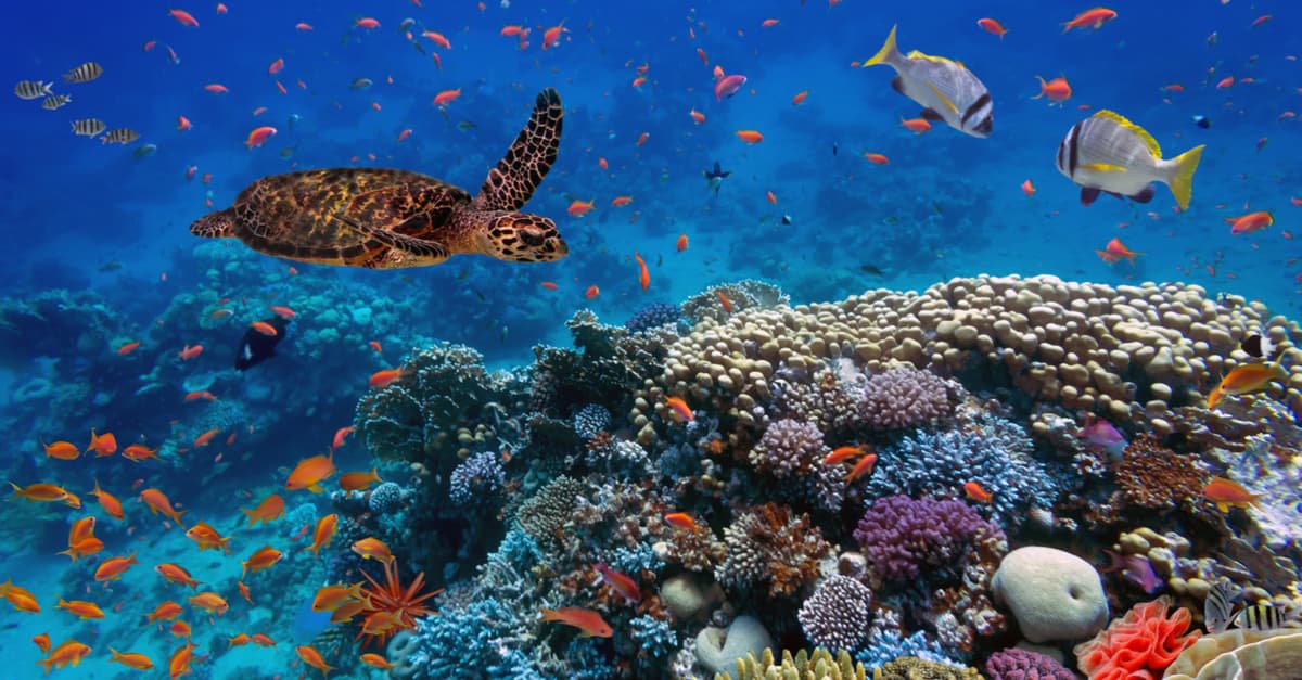 Encontraron un tiburón vivo de más de 200 años y tiene sorprendidos a los científicos