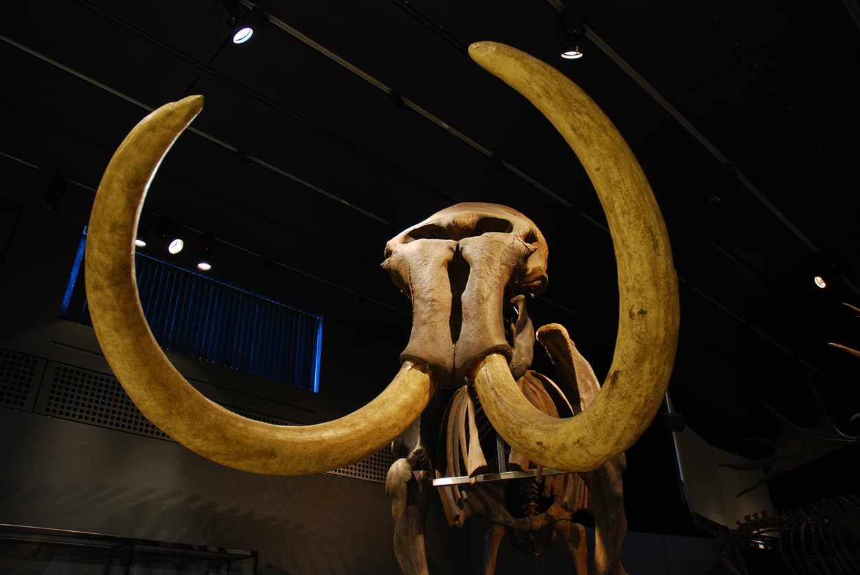 Niños descubrieron una especie de pingüino gigante: era casi tan grande como una persona