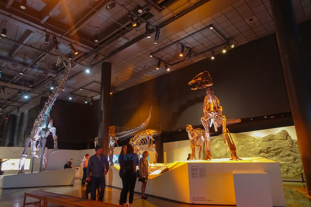 Una paleontóloga lamió un fósil de dinosaurio por una extraña razón científica