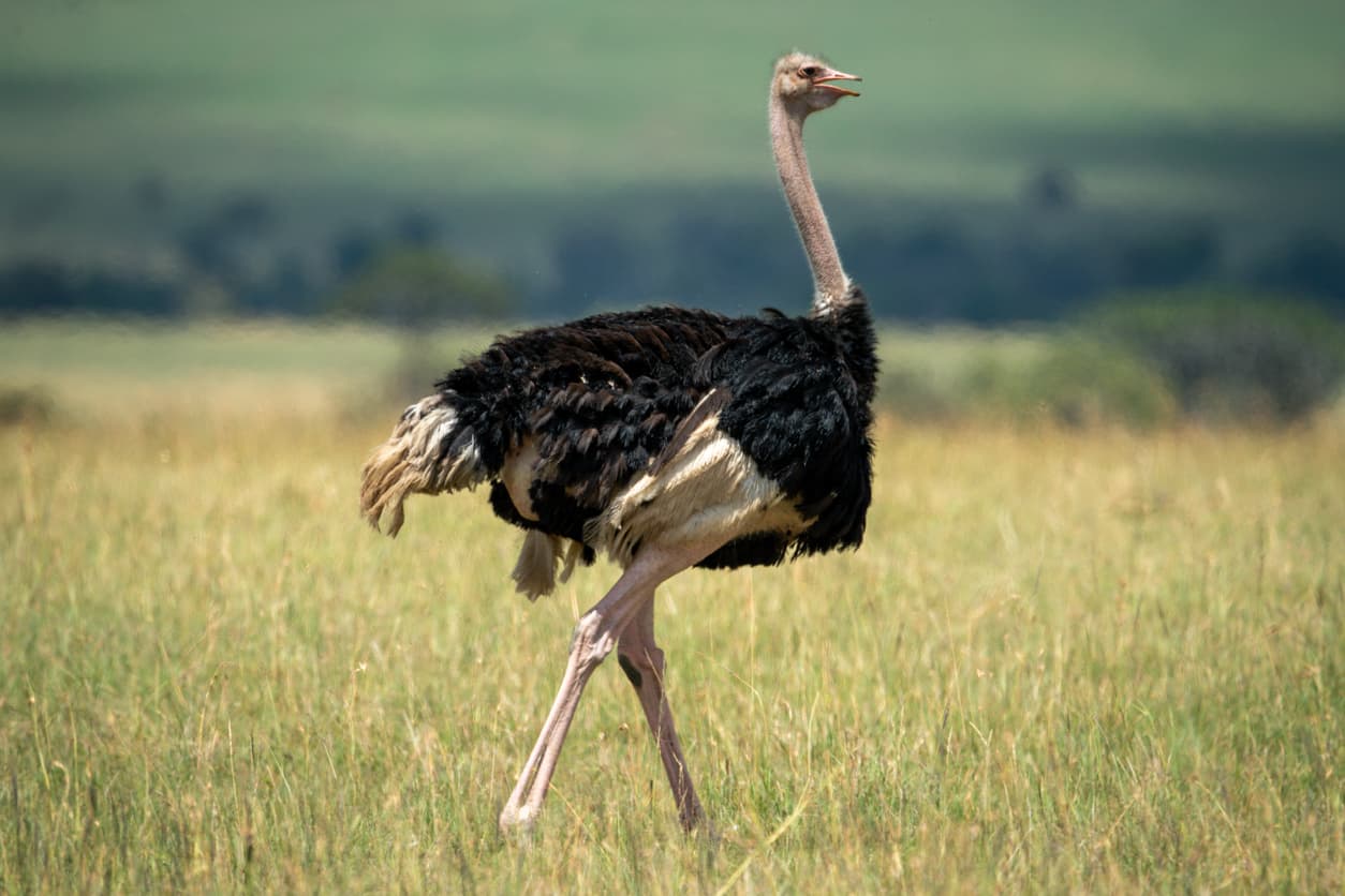 El Tiranosaurio no era cómo lo imaginamos: era ridículo y parecía un avestruz gigante
