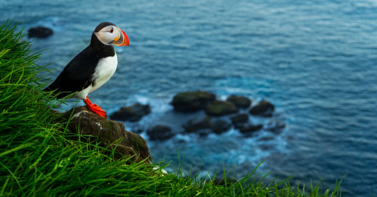 7 curiosidades sobre los frailecillos, las aves que inspiraron a los porg de Star Wars