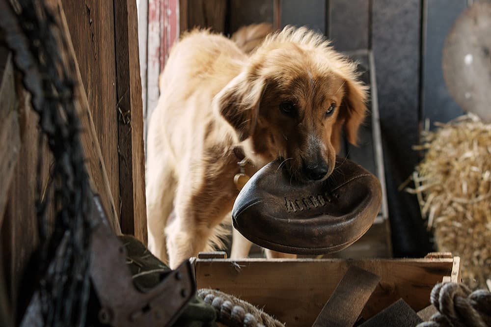 A Dog's Purpose, una película sobre un adorable perrito, en la mira por maltrato animal durante el rodaje
