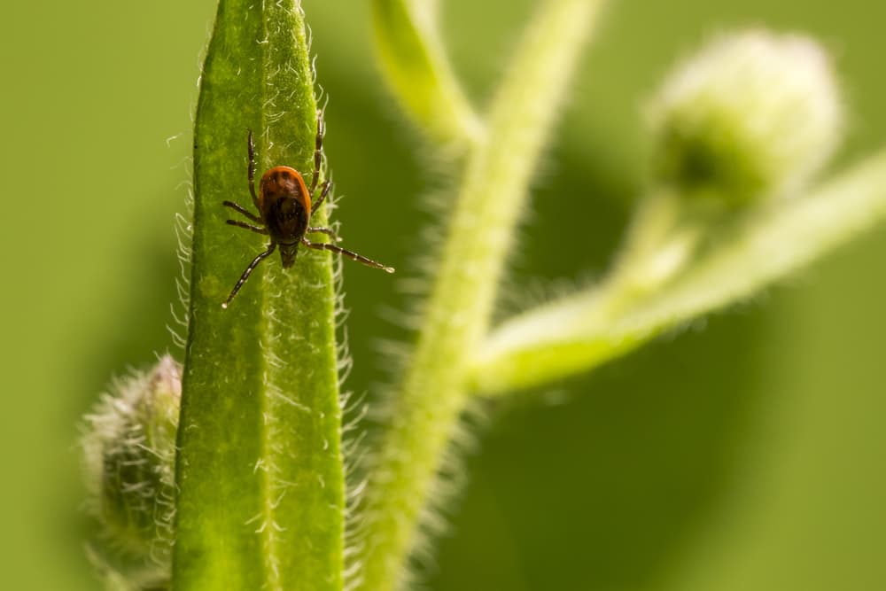 ¿Cómo sé qué insecto me causó esta picadura? Ten en cuenta esto