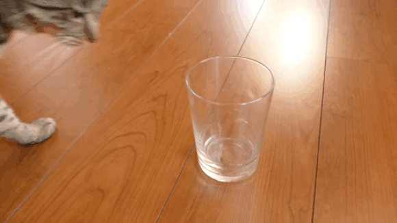 ¿Quieres saber si tu gato es derecho o zurdo? Bueno, solo necesitas un vaso