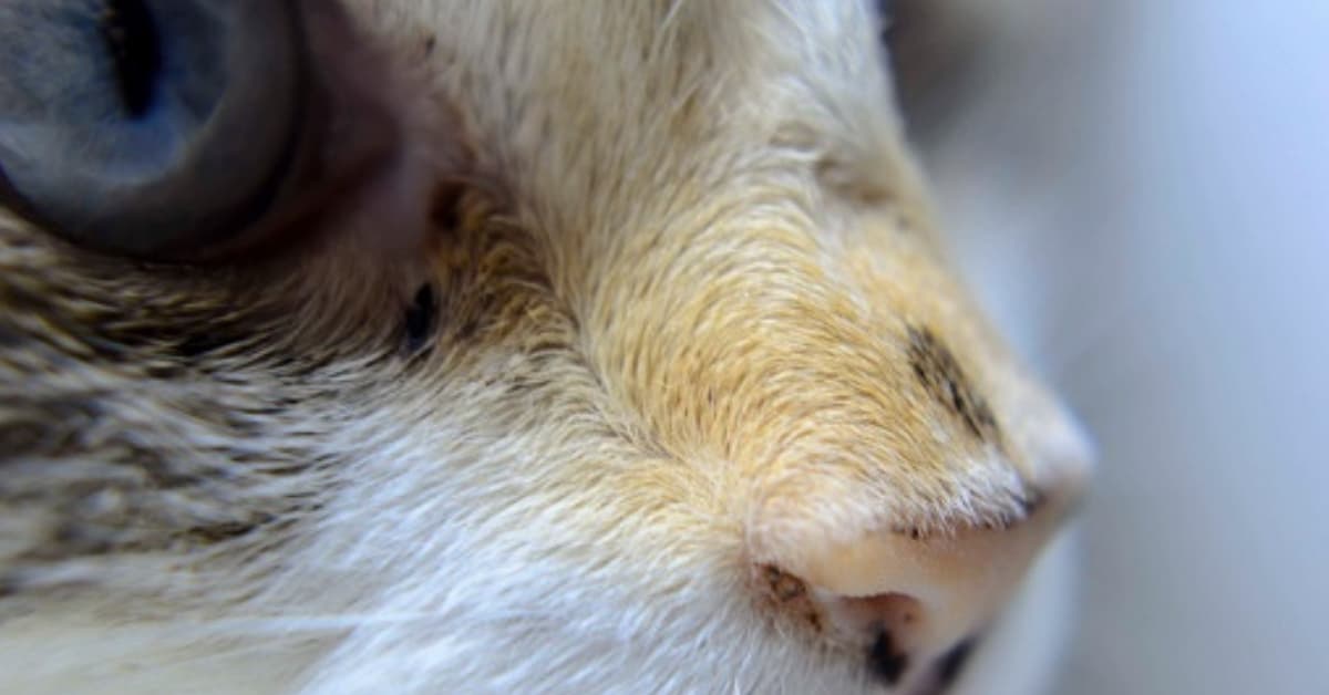 Ella es Choupette, la gatita que heredará la fortuna de Karl Lagerfeld