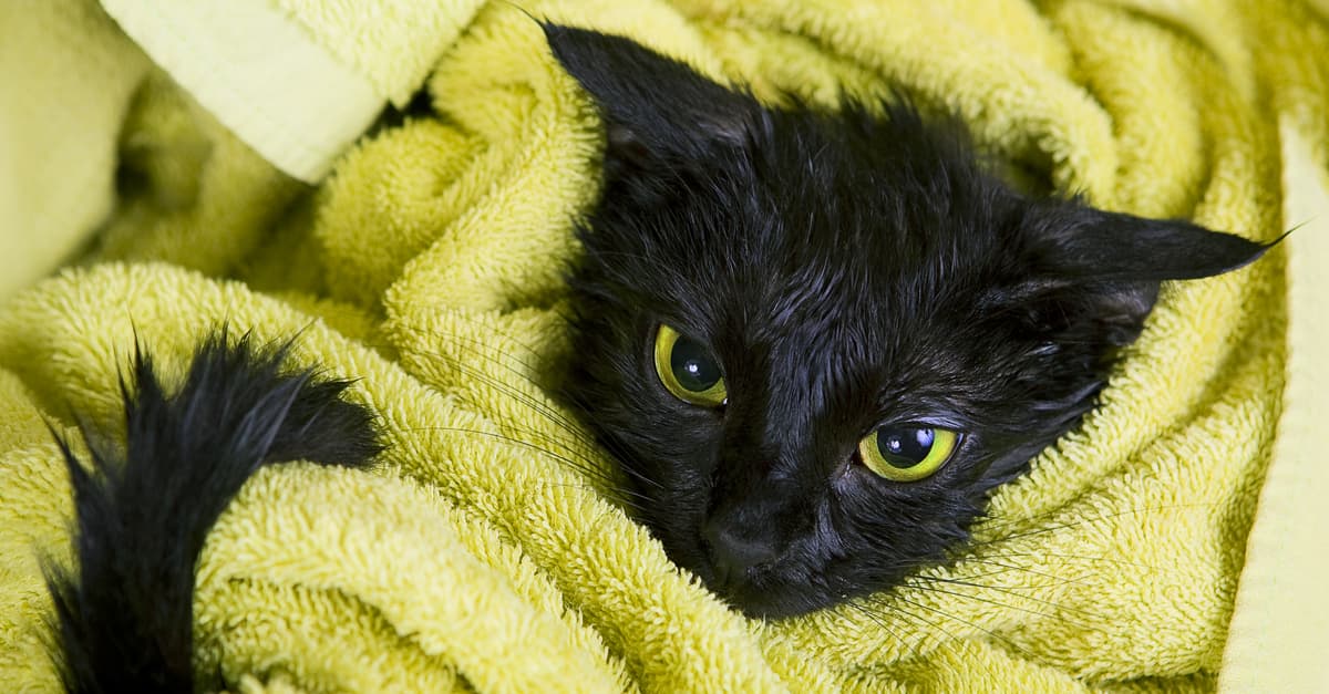 ¿Un gato que adora nadar? Sí, leíste bien, este felino disfruta del agua más que tú