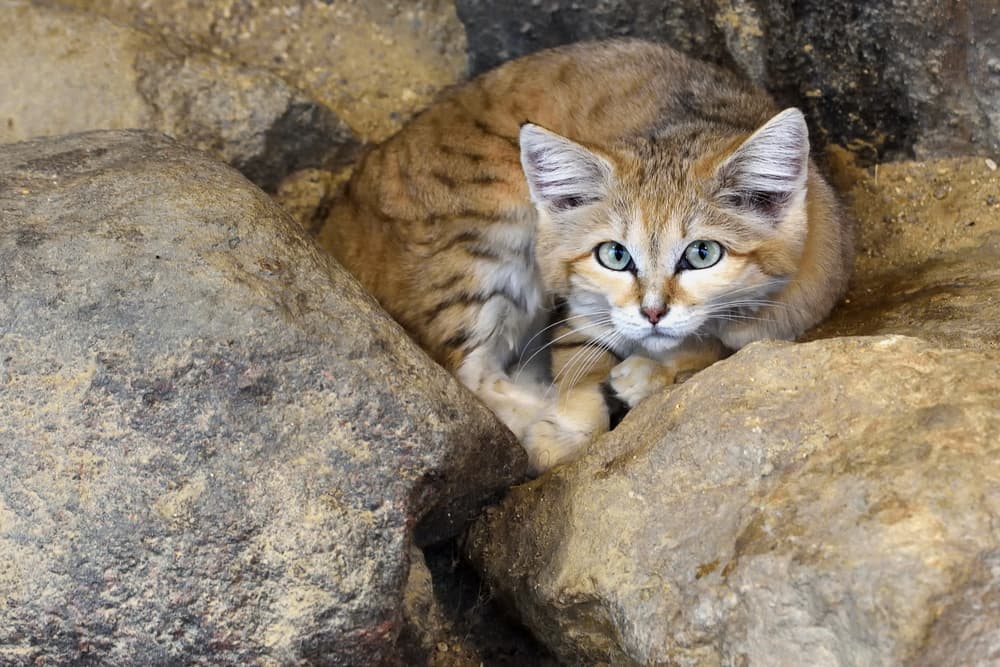 Pequeños gatos salvajes de la arena fueron filmados por primera vez