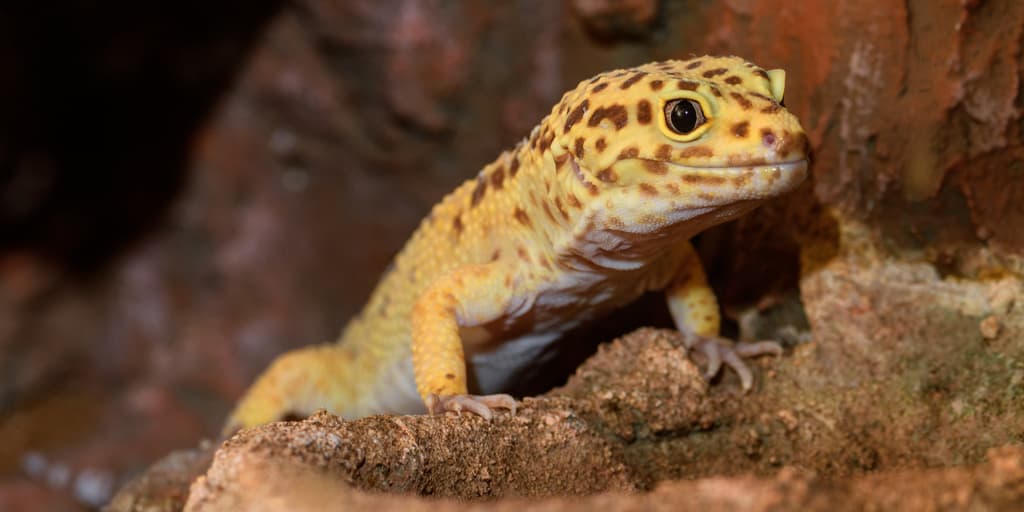Las 7 cosas que deberías saber sobre los geckos | Explora | Univision