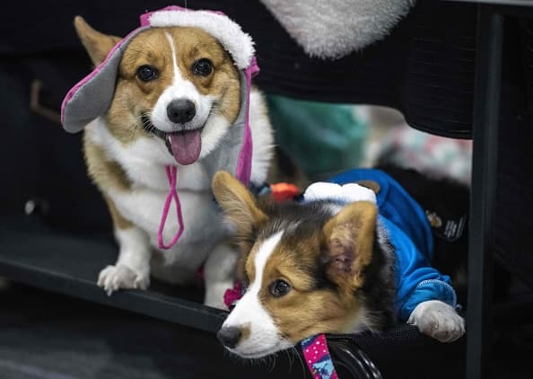 Tener perros o gatos en el trabajo reduce el estrés y aumenta la productividad. ¡Dile a tu jefe!
