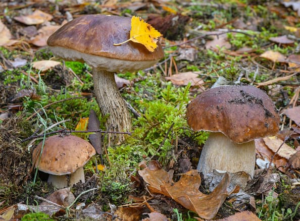 Estudio revela que comer hongos ayuda a mantener un cerebro saludable