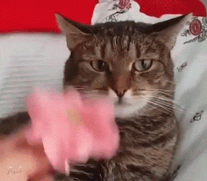 Tómate un break de 5 minutos para ver estos 10 GIFs de gatitos