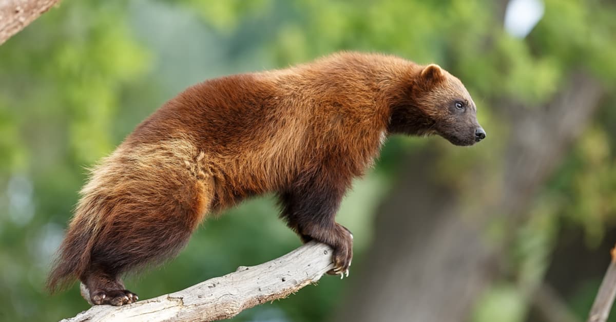 7 cosas que debes saber sobre el glotón, el verdadero animal que inspiró a Wolverine