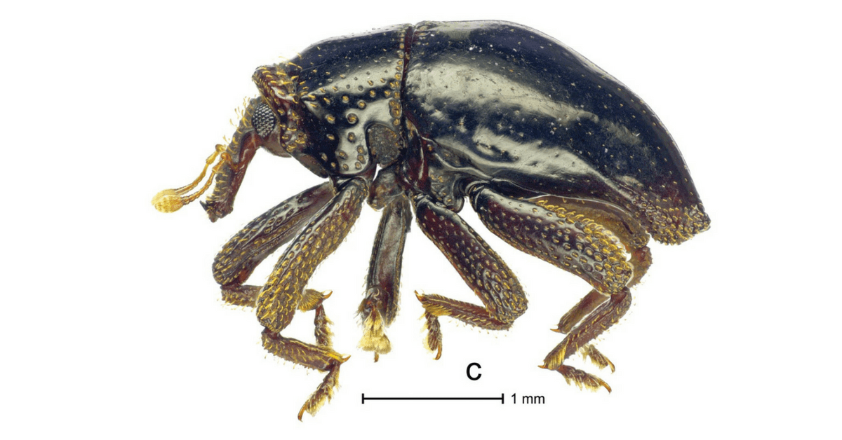 5 animales que fueron nombrados en honor a Star Wars