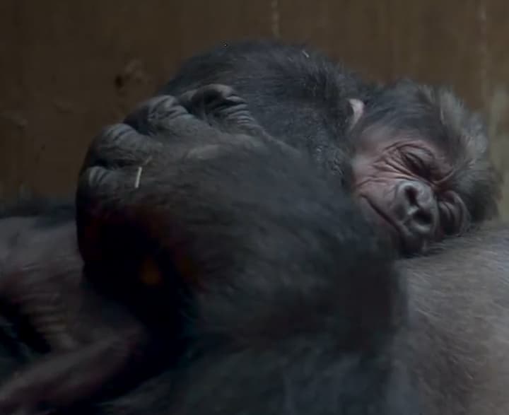 El nacimiento de este gorila es más tierno que cualquier baby panda