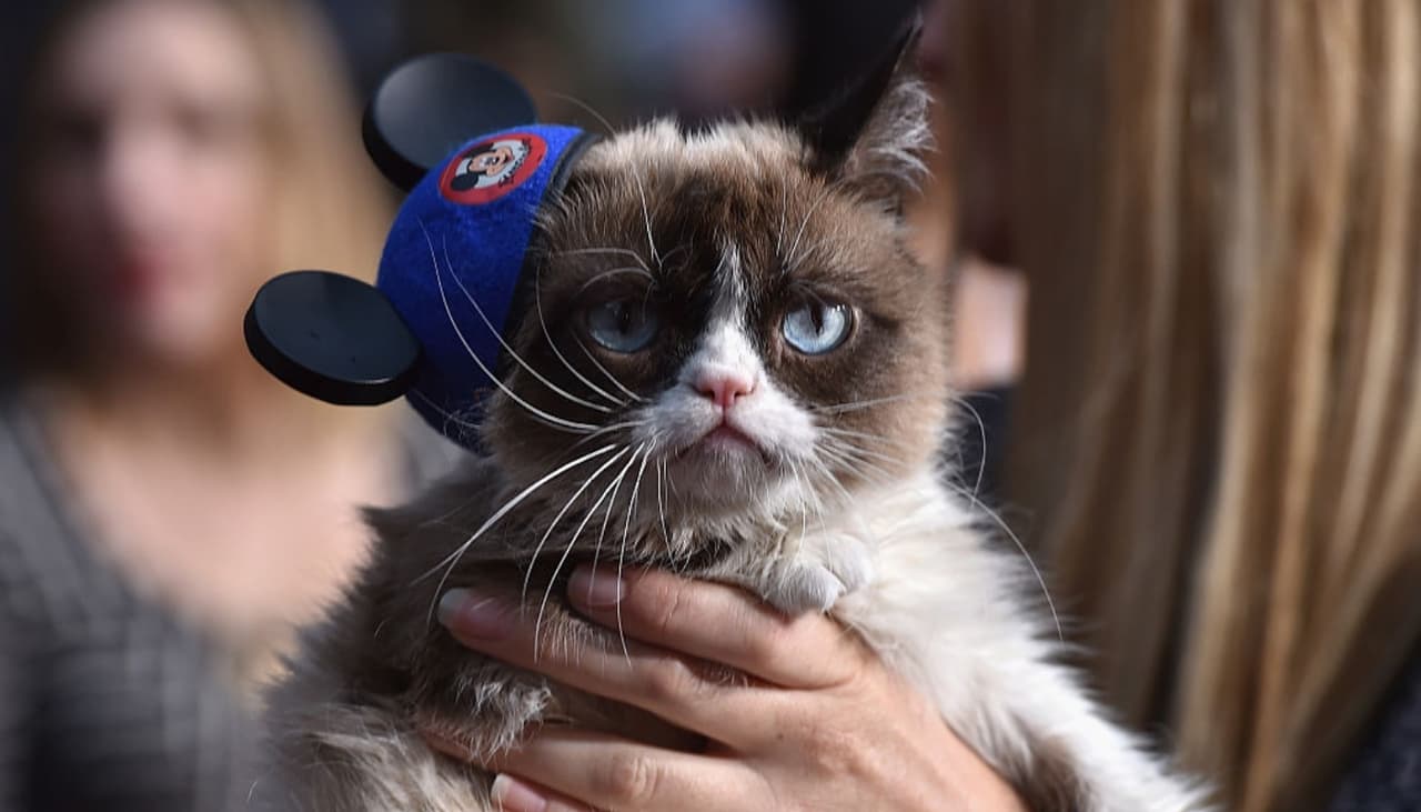 Grumpy Cat se fue, pero dejó estos 10 enojones memes que te sacarán una sonrisa
