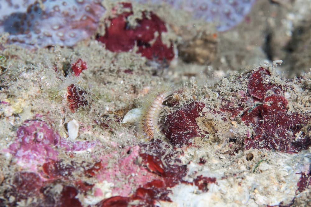 Un gusano sonriente y escandaloso (¡grita!) sale a la luz y es DEMASIADO creepy 