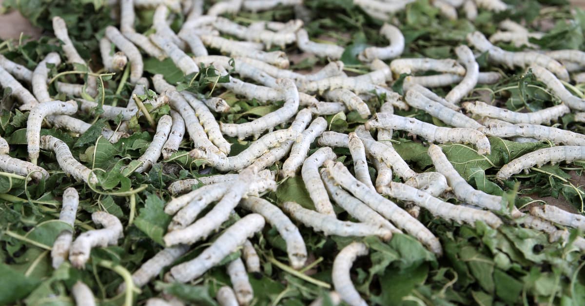 China llevará seres vivos al lado oscuro de la Luna