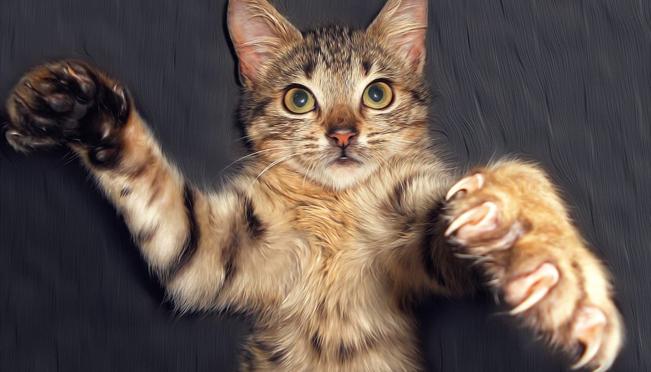 El color de tu gato indica su personalidad, ¿sabes cuál tiene el peor temperamento?