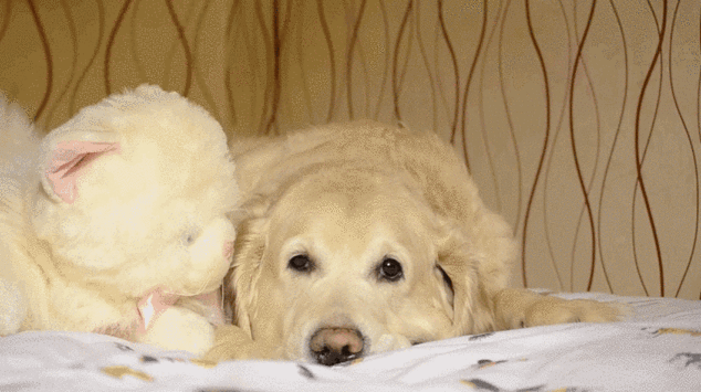 Si amas a tu perro como si fuera tu hijo, la ciencia tiene algo para decirte