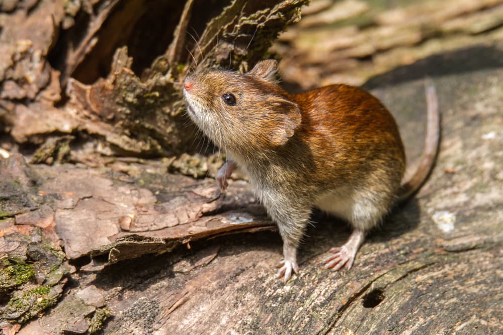 Caza de pumas, zorros y aves rapaces: la razón oculta de la propagación del hantavirus en Argentina