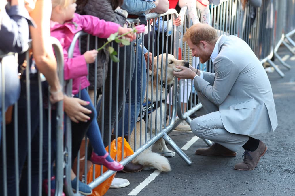 Harry tiene un nuevo amigo y tu corazón no podrá aguantar TANTO amor