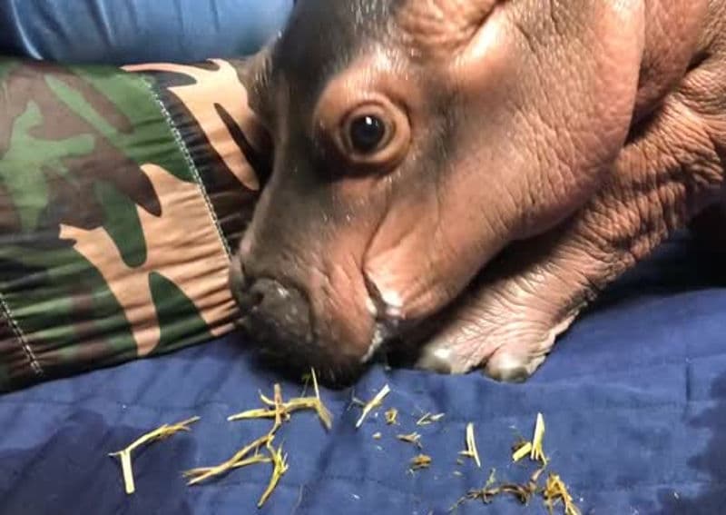 Fiona, la bebé hipopótamo más adorable de Internet es una guerrera y te va a cautivar