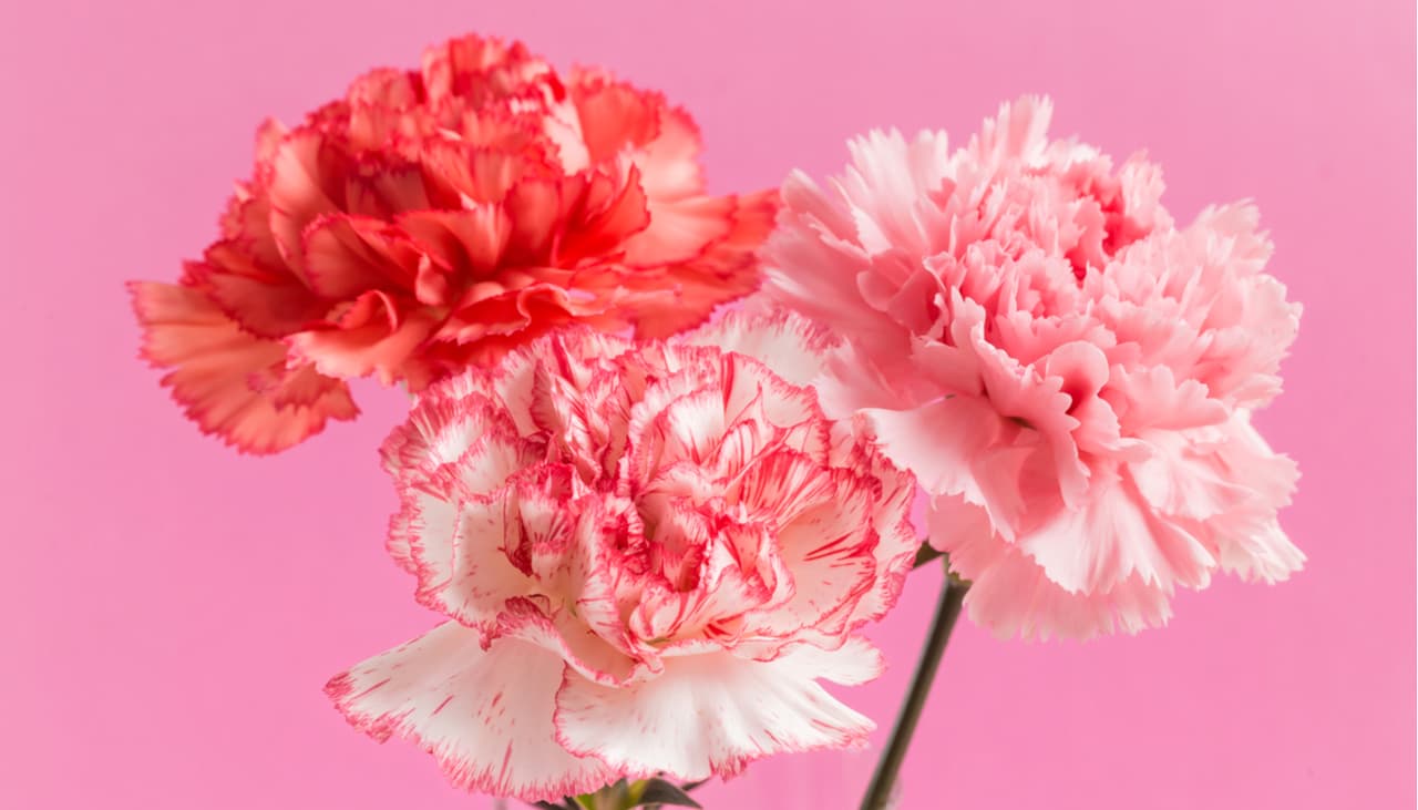 5 signos zodiacales que conocerán al amor verdadero gracias al solsticio de verano