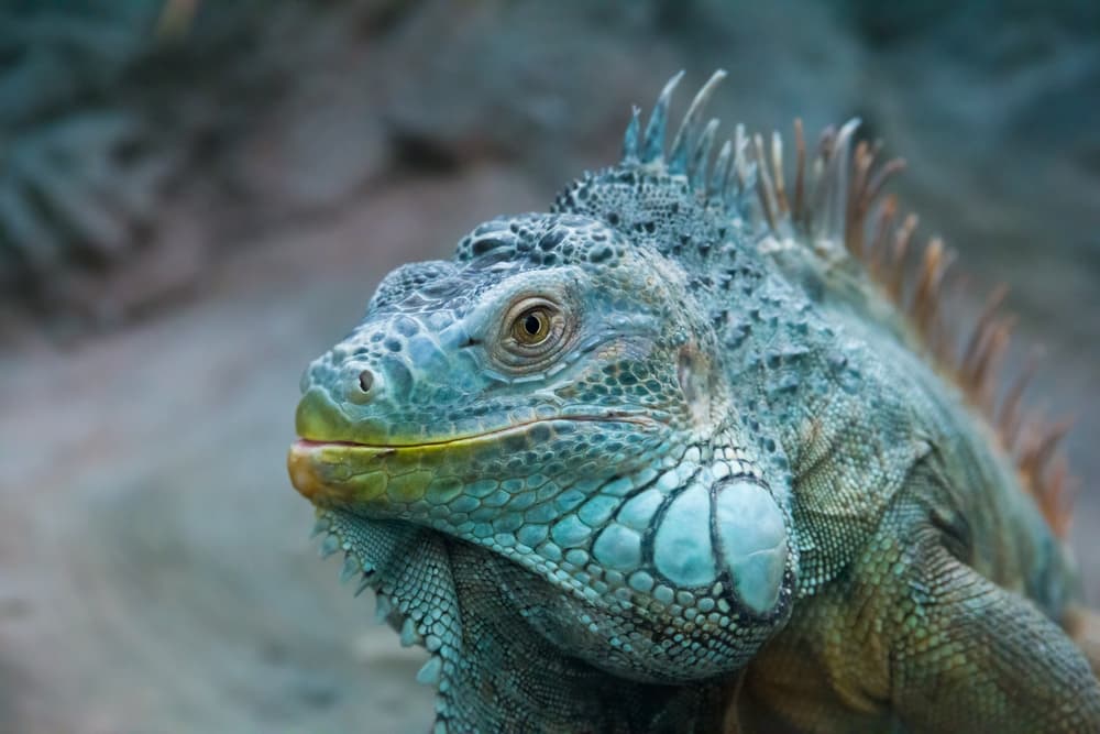 12 fotos impactantes de pingüinos, ranas y otros animales azules: son casi únicos en el mundo