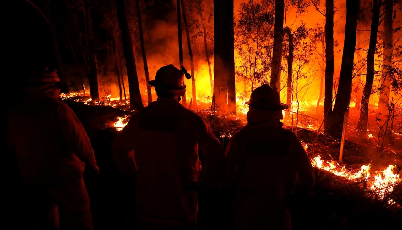 Conoce a Oso, el perrito australiano que ha rescatado cientos de koalas en los incendios