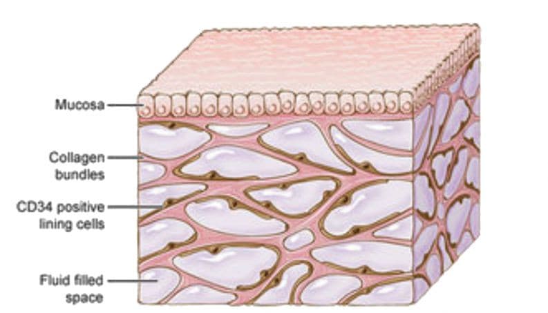Se descubre un nuevo órgano del cuerpo humano y puede ser clave para estudiar el cáncer