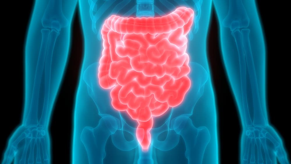 Tu respuesta al estrés puede que esté en tus intestinos: esto encontró un estudio