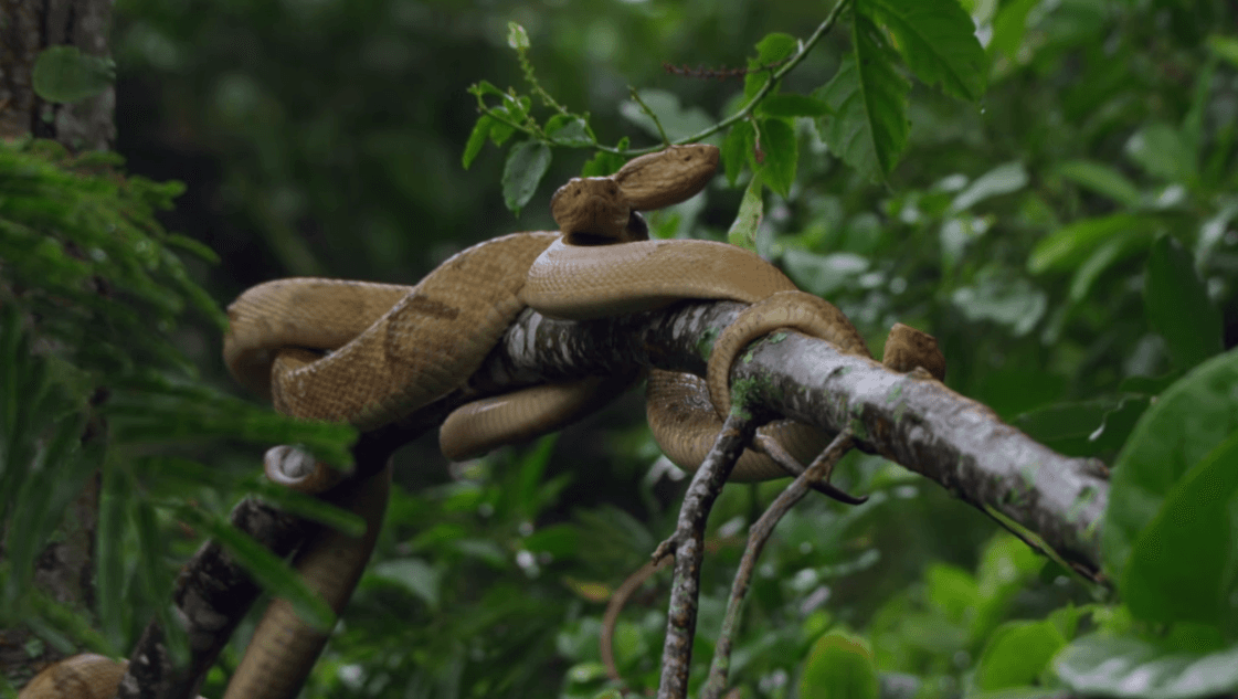 La armada de Brasil prohibió las visitas a esta isla por ser demasiado peligrosa